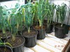 giantveg
