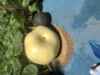 Henry-the giant pumpkin grower