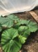 Henry-the giant pumpkin grower