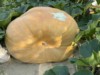 Pumpkineer