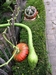 Gourd threathening pumpkins