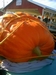 South Jersey Pumpkin Show Giant Pumpkin Weigh Off