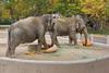 Denver Zoo Elephants  and the pumpkin smash.....
